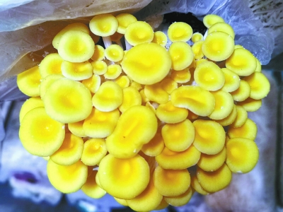 在房山区石楼镇梨园店村的大棚里,一朵朵榆黄菇从菌棒里探出鲜黄的