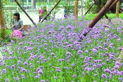 北京石景山口袋公园“紫色花海”绽放