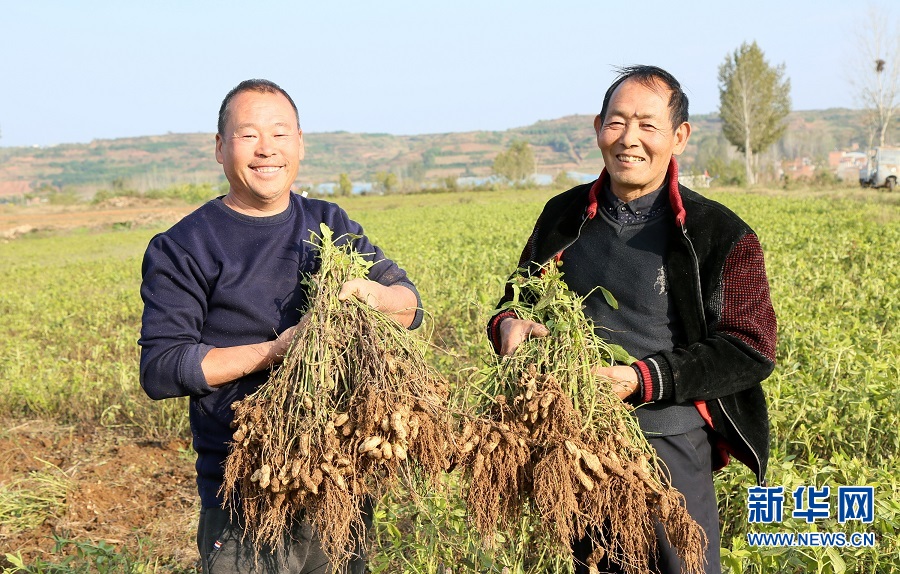 洛阳汝阳：七彩富硒花生托起农民致富梦