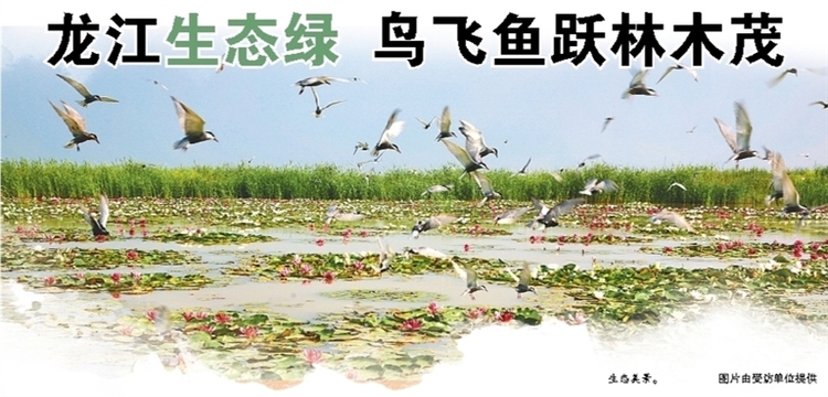龙江生态绿 鸟飞鱼跃林木茂