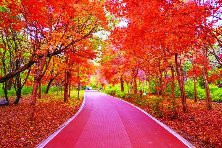长春南湖公园开启“赏秋季”