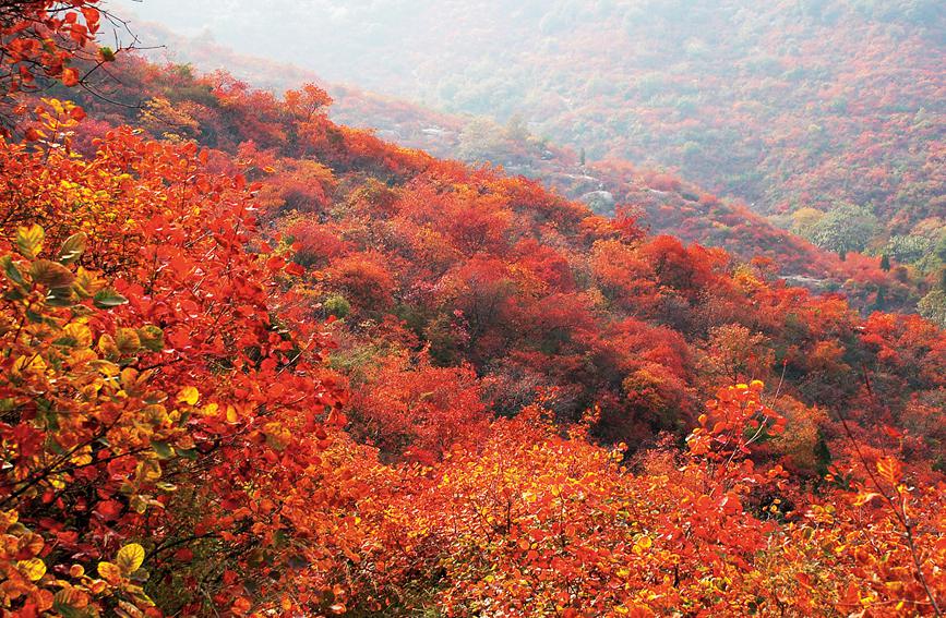 河南巩义长寿山：漫山红遍 层林尽染秋意浓
