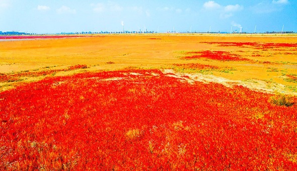 黄河入海口绝美秋色 独特“红毯”迎国庆