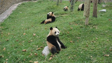 Pandas live a cozy life in Sichuan Wolong_fororder_614ee361a310cdd3d80f5338