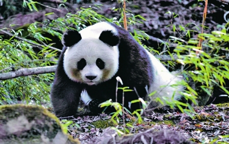 （中首）大熊猫国家公园正式设立