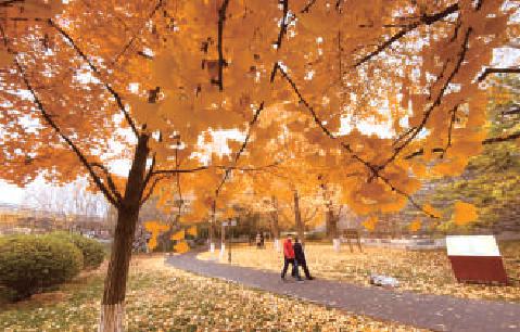 漫步北京——叶落的季节