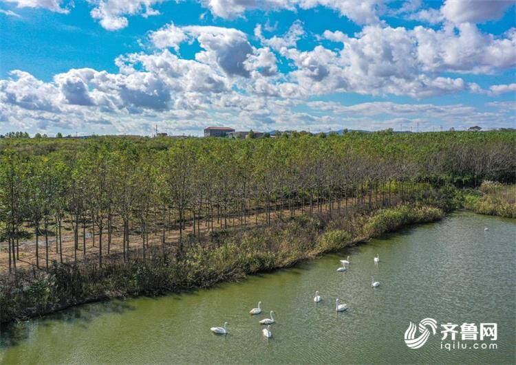 正式开启今冬天鹅季!3只大天鹅飞抵威海荣成