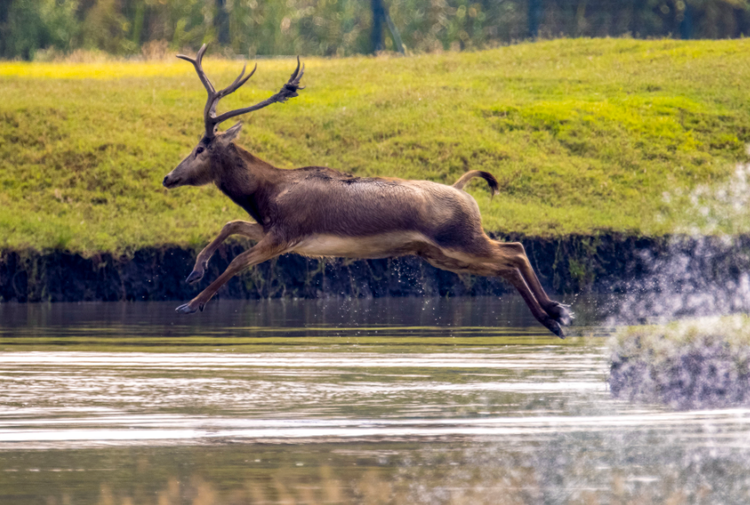 溱湖国家湿地公园：麋鹿精灵展自然和谐共生之美