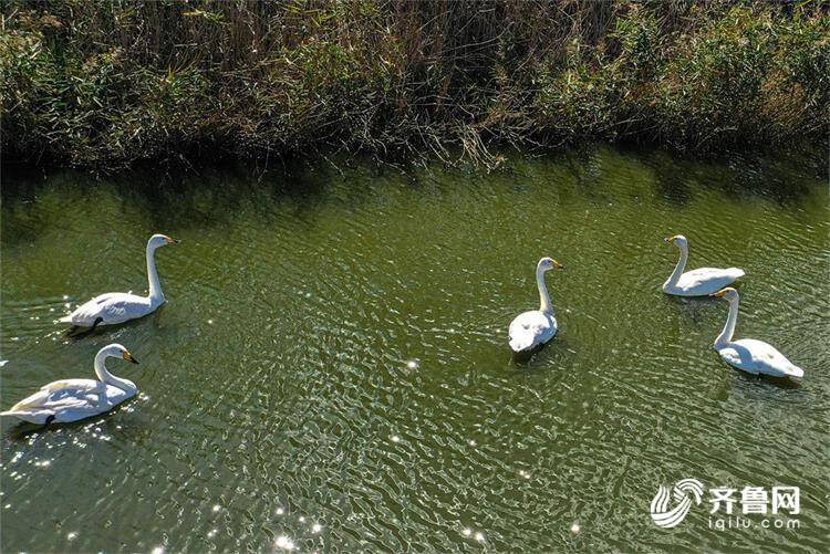 正式开启今冬天鹅季!3只大天鹅飞抵威海荣成