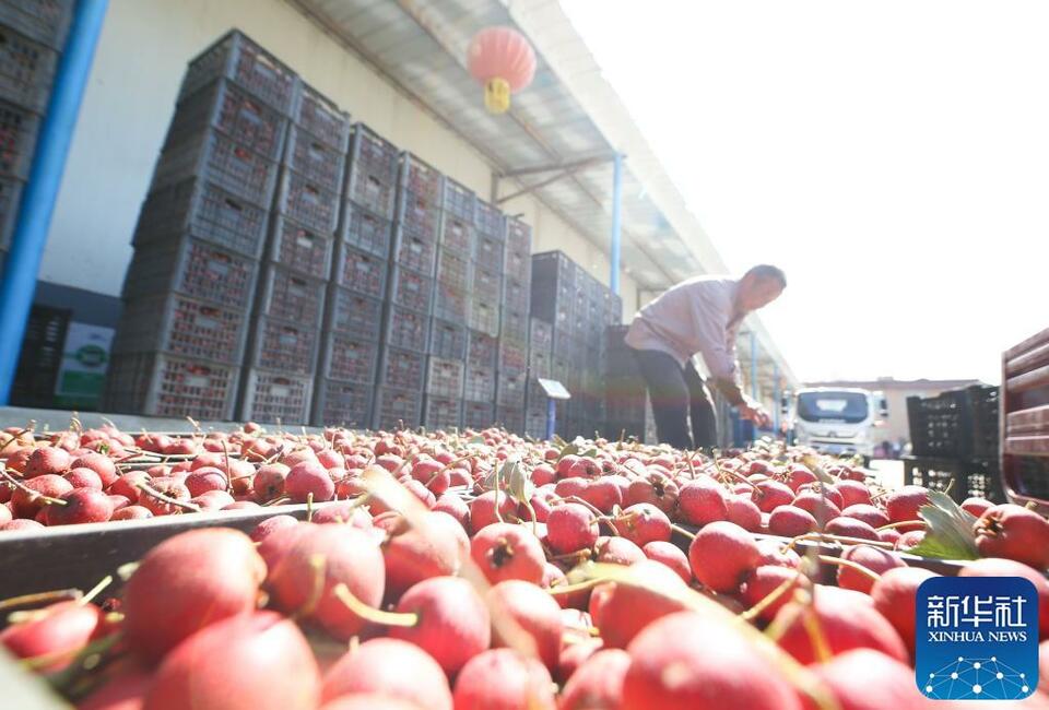 山东潍坊:打造山楂产业 助力乡村振兴