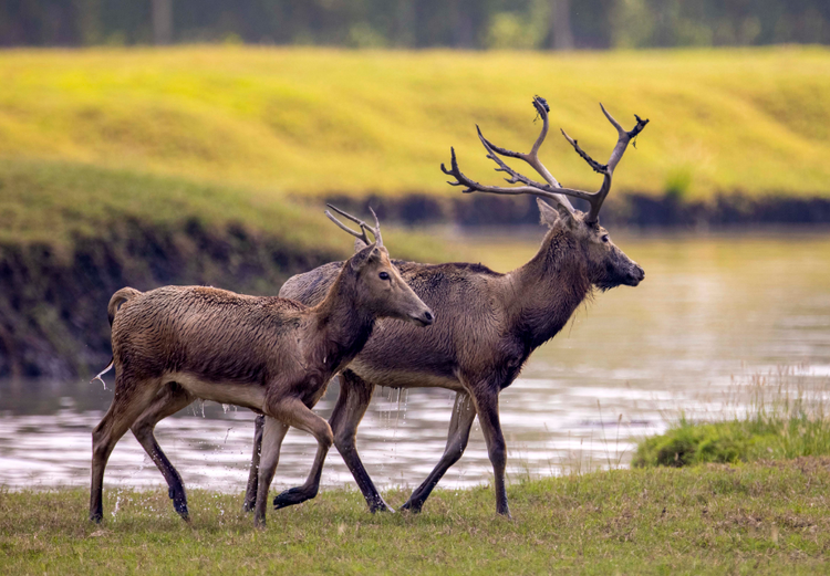 溱湖国家湿地公园：麋鹿精灵展自然和谐共生之美