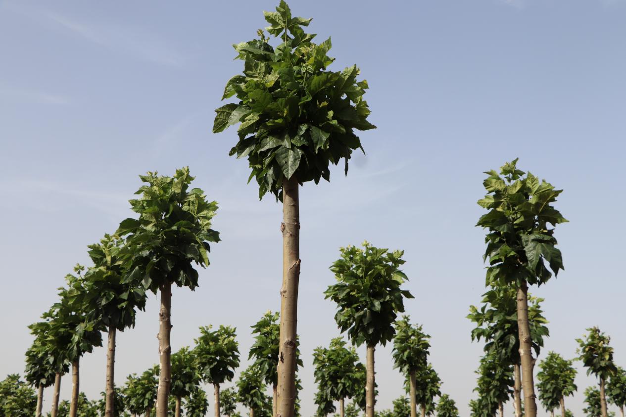 万绿生态少球无球法桐 重拾城市秋日浪漫 万绿生态少球无球法桐 重拾城市秋日浪漫