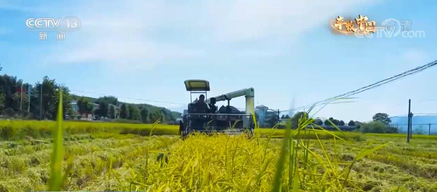 【丰收中国】福建：千亩梯田水稻成熟 15.3万亩杂交水稻种子喜获丰收