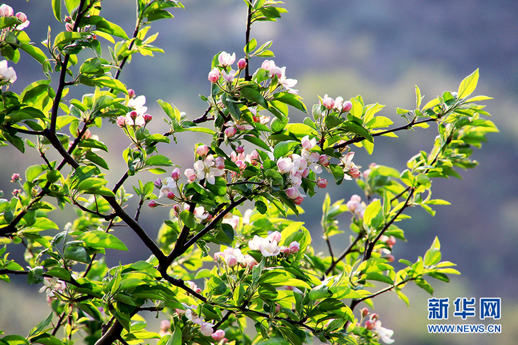 辽宁盖州：绿树阴浓，满城花香