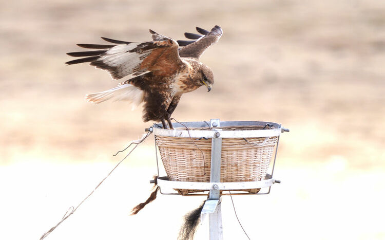 新华全媒+|青藏高原上的“生命鸟巢”