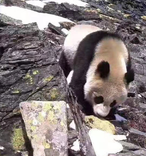 29 Experiencers “Patrolled” the Giant Panda National Park in Longmen Mountain, Pengzhou, Chengdu for the Protection of Biodiversity_fororder_2