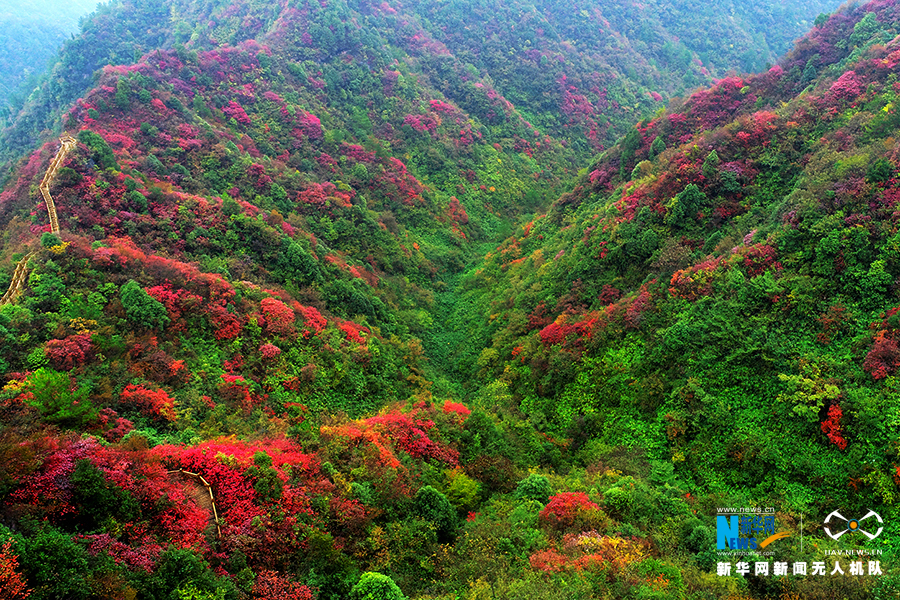 【城市远洋带图】重庆：秋雨过后红叶美 绚丽秋景惹人醉