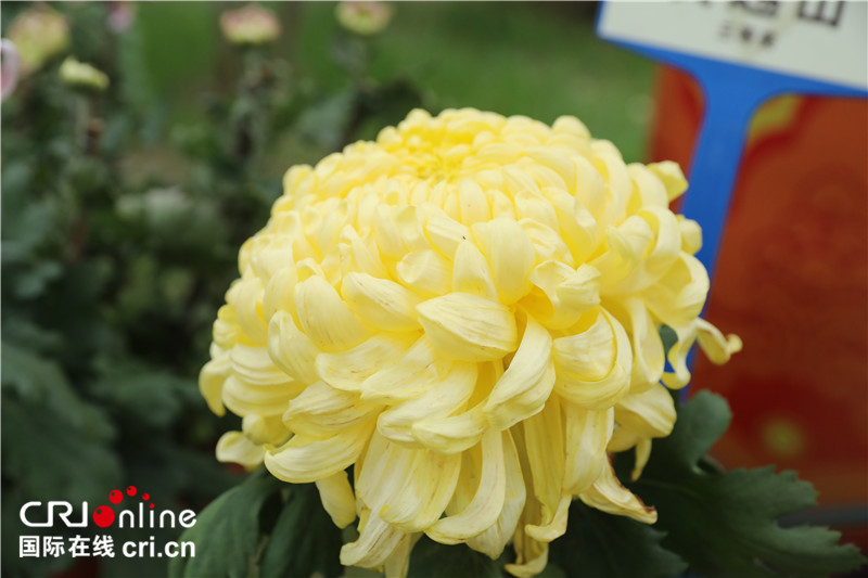 3.2 Million Pots of Chrysanthemums Warmly Welcome Friends from Around the Globe_fororder_7