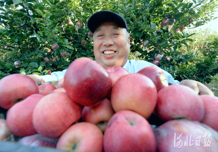河北隆尧：苹果红 生活美