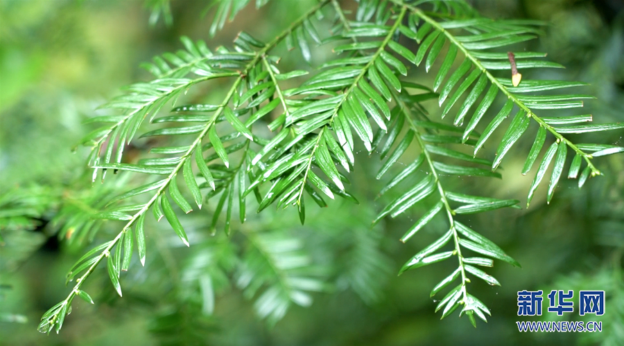 【城市远洋】重庆野生红豆杉种群复苏迹象明显