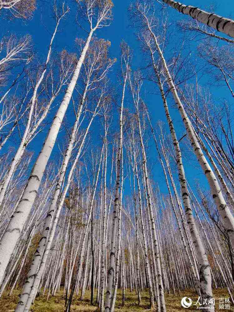 在吉林：秋天是多彩的、浪漫的、静美的