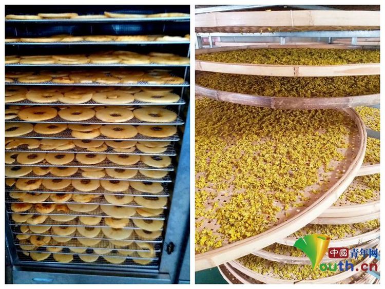 “扶贫县长”王习梅:黄土高原掀起农品直播秀