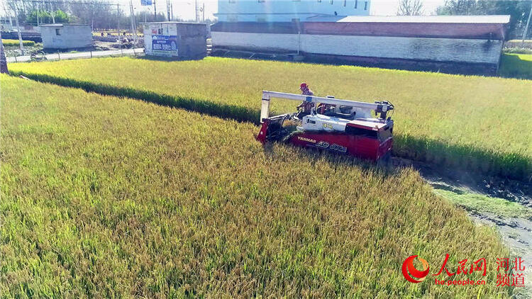 河北涿州：万亩水稻 喜获丰收