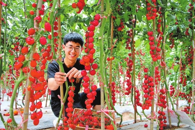 【河南好项目-图片】扶沟县小番茄大产业