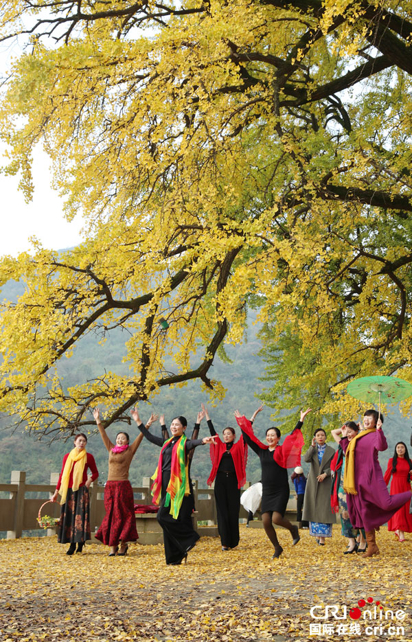 图片默认标题_fororder_红岩乡茶园村拍摄的“满身尽挂黄金甲”的“夫妻银杏”古树