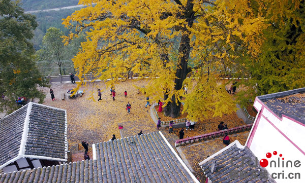 图片默认标题_fororder_红岩乡茶园村披上“黄金甲”的“夫妻银杏”古树,把古色古香的民居点缀得分外美丽温馨