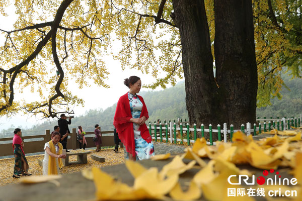 图片默认标题_fororder_市民在四川省华蓥市红岩乡茶园村披上“黄金甲”的“夫妻银杏”古树下玩耍