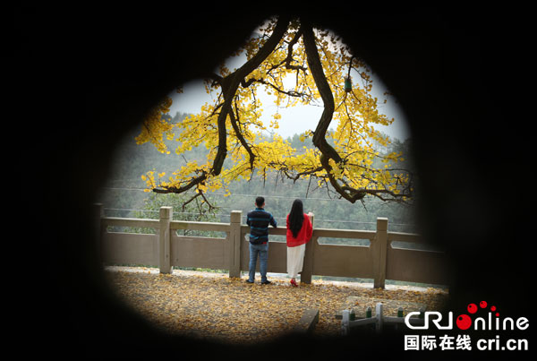 图片默认标题_fororder_1500余年夫妻银杏披上黄金甲[4]