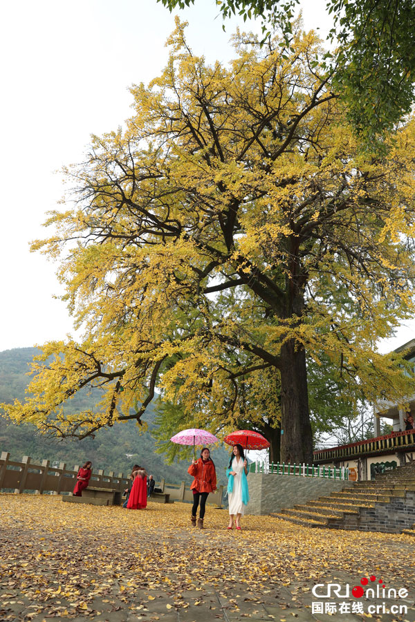 图片默认标题_fororder_1500余年夫妻银杏披上黄金甲[6]