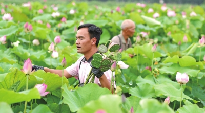 【中原优品-图片】新蔡县:特色种植启动乡村振兴“马达”