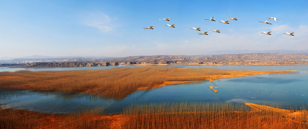 Xi Jinping, Sarı Nehir Havzası’nın korunmasına önem veriyor_fororder_VCG21bdbeb4ef5
