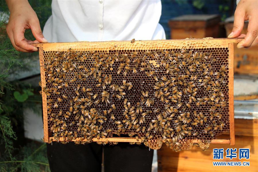山东滨州:仲夏时节采蜜忙 山东滨州:仲夏时节采蜜忙