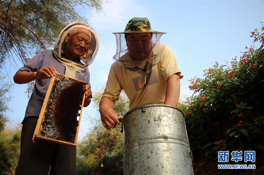 山东滨州:仲夏时节采蜜忙 山东滨州:仲夏时节采蜜忙