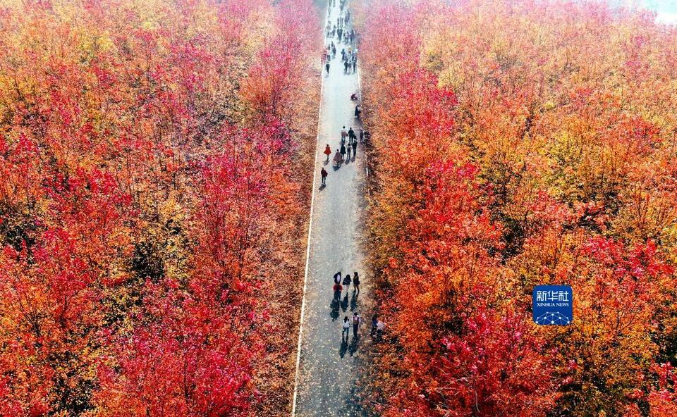 青岛:枫叶红了 乡村游“热”了