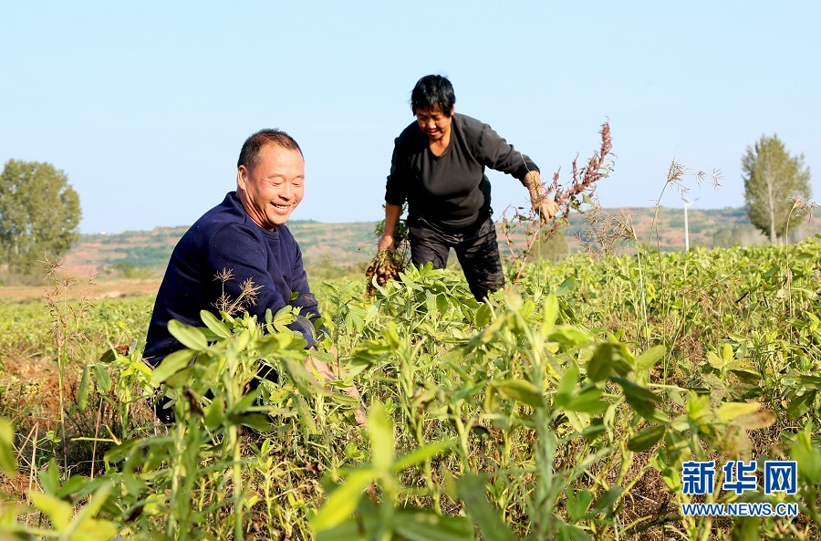 洛阳汝阳：七彩富硒花生托起农民致富梦