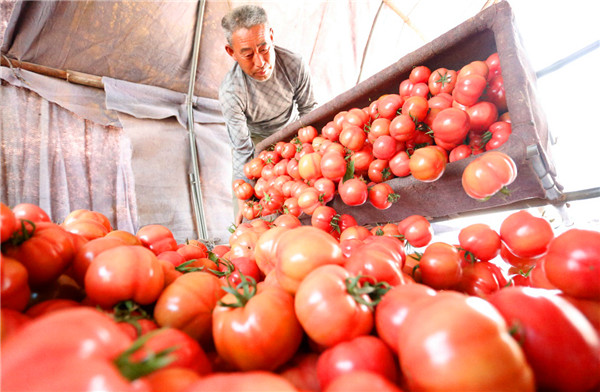陕西渭南：全力保障粮食安全和重要农产品有效供给