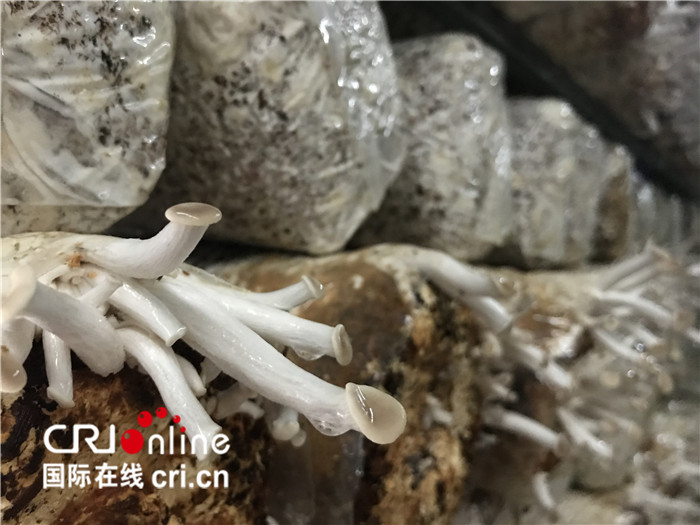 【A】玉林市兴业县：小“蘑菇”大产业 致富一方人（组图）