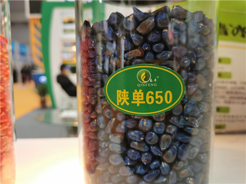 陕单650玉米品种将于2022年正式向市场推广_fororder_图片121