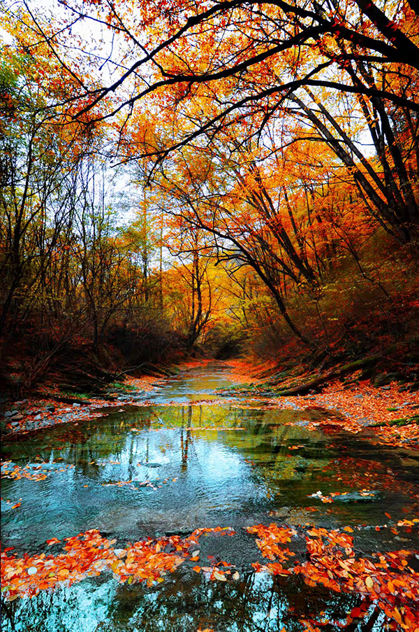 广元旺苍:层林尽染金秋争艳 米仓山红叶美如画_fororder_红叶美景-供图-旺苍县委宣传部