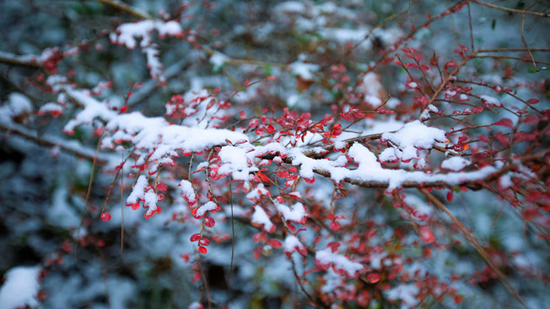 广元旺苍:层林尽染金秋争艳 米仓山红叶美如画_fororder_红叶美景-供图-旺苍县委宣传部-(2)