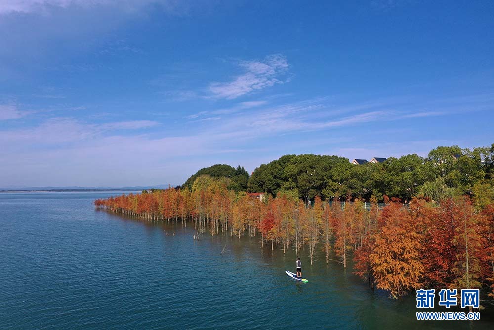 图为初冬时节,荆门漳河水库杉林美景.新华网发 彭琦摄