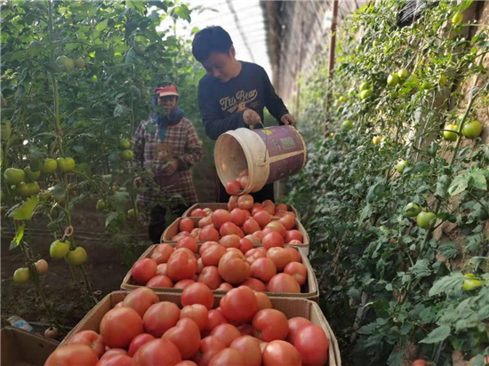 沈阳辽中区：金秋迎丰年 百姓笑开颜_fororder_辽中3