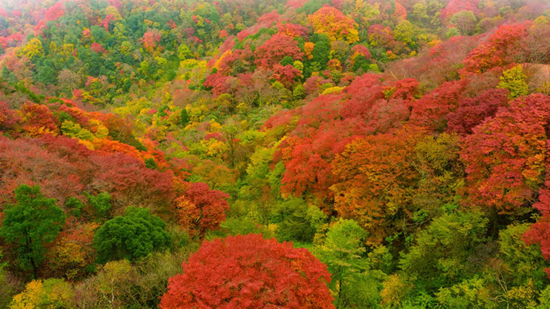 广元旺苍:层林尽染金秋争艳 米仓山红叶美如画_fororder_红叶美景-供图-旺苍县委宣传部-(3)