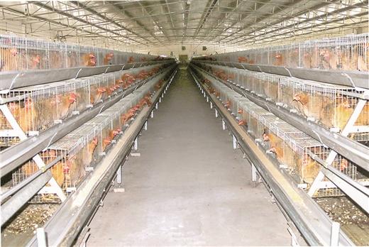 广西已创建8家全国示范场 养殖实施标准化 畜禽发展高质量