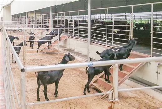 广西已创建8家全国示范场 养殖实施标准化 畜禽发展高质量