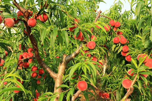 绵阳梓潼:两万亩桃子成熟开摘 助农增收预计超亿元